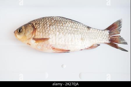 Frisch gefangener Kreuzfisch liegt auf einem weißen Stand. Fang die Trophäe. Blick von oben. Stockfoto