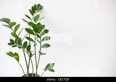 Gartenkonzept. Vertikales Foto einer Zamioculcas-Zimmerpflanze, die in einem weißen Topf wächst. Banner, für Text platzieren. Stockfoto