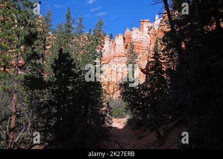 Die roten, felsenscharfen Hoodoos hinter den grünen Pinien im Bryce Canyon-Nationalpark Stockfoto