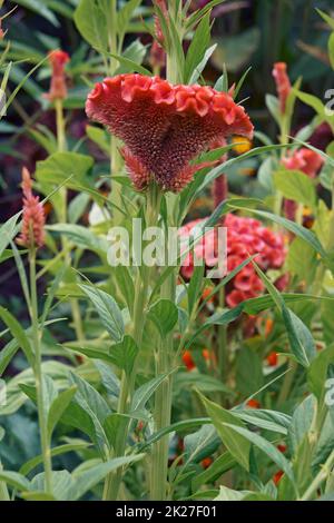 Nahaufnahme von Knabenblumen Stockfoto