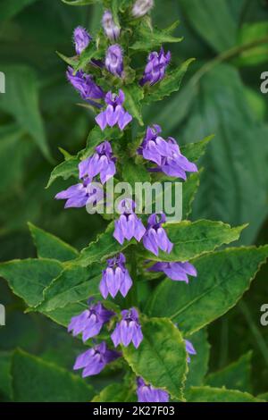 Nahaufnahme der Blume des Blauen Kardinals Stockfoto