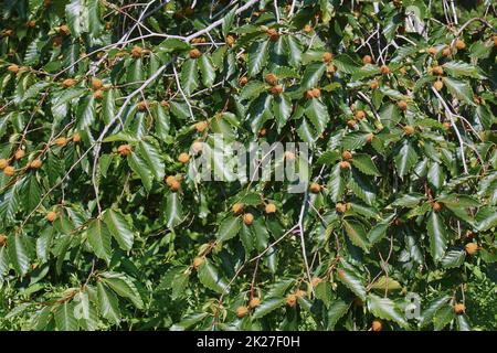 Amerikanischer Buchenbaum mit Früchten Stockfoto