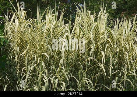 Bild von mehreren gestreiften Riesenschilfpflanzen Stockfoto