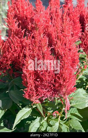 Nahaufnahme der Plum-Celosia-Blüten. Stockfoto