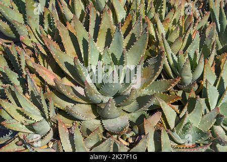 Nahaufnahme von kurzlebigem Aloe Stockfoto