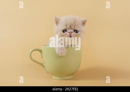 Ein cremiges exotisches Kätzchen sitzt in einer großen grünen Tasse auf beigem Hintergrund. Lustiges persisches Kätzchen auf farbigem Hintergrund Stockfoto