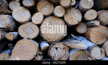 Gestapelte Wälder im Holzschuppen. Stockfoto