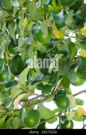 Thema Avocado-Ernte. Grüne Avocado wachsen auf einem Ast Stockfoto