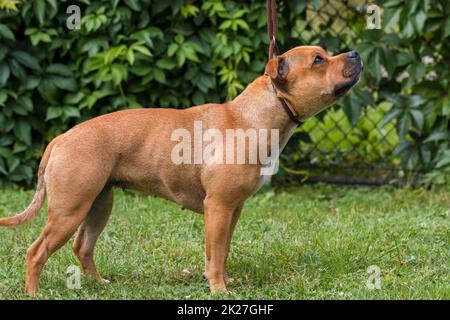 Englischer staffordshire Bullterrier Hund, Tierportrait. Stockfoto