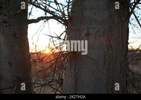 Dorniger Stamm von Akazienbaum, der in der Natur aus nächster Nähe mit Schnee bedeckt ist Stockfoto