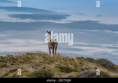 Guanaco auf einem Hügel im Torres del Paine Nationalpark, Patagonien, Chile Stockfoto