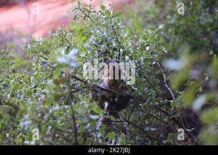 Nahaufnahme von Eichhörnchen, das eine Nuss im Busch isst Stockfoto