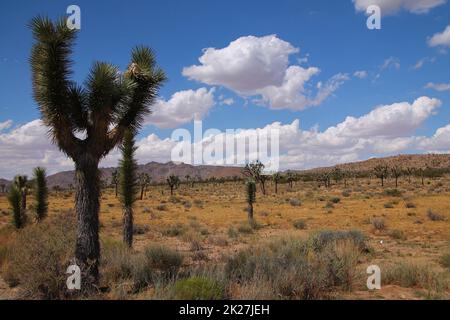 Die seltsamen Bäume, die die Wüste des Joshua Tree National Park in Kalifornien bedecken Stockfoto