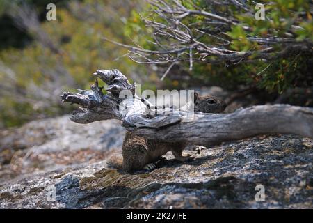 Ein Eichhörnchen, versteckt hinter einem Zweig im Nationalpark Stockfoto