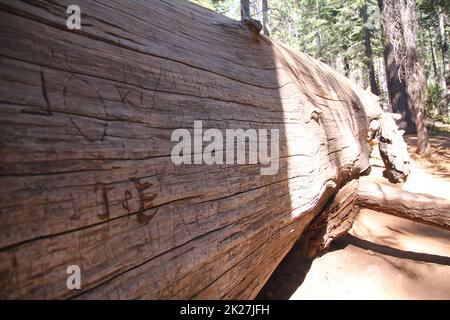 Der Grabkörper eines großen Mammutbaums im Yosemite-Nationalpark Stockfoto