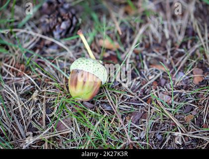 Eine Eichel, die von einem Baum fiel, liegt auf dem Waldboden. Stockfoto