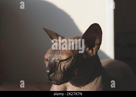 Graue sphynx-Katze. Haustier. Niedliches Haustier Stockfoto