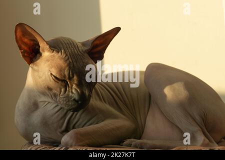 Die haarlose Sphynx-Katze ruht sich aus. Reinrassiges Haustier. Haustier Stockfoto