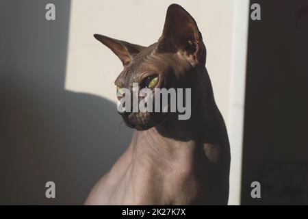 Graue sphynx-Katze. Haustier. Niedliches Haustier Stockfoto