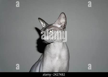 Sphynx-Katze. Niedliches reinrassiges Haustier. Haustier Stockfoto