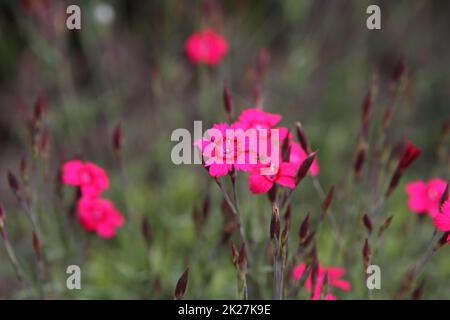 türkische Nelke rosa Stockfoto