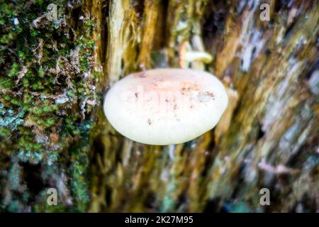 Pilz-Nahaufnahme im Wald Stockfoto