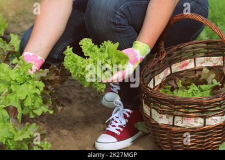 Frau, frischen Salat aus dem Garten pflücken. Salat in einen Korb legen Stockfoto