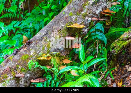 Moos Pilze Pilze Flechten auf Bäumen natürlicher tropischer Dschungel Brasilien. Stockfoto