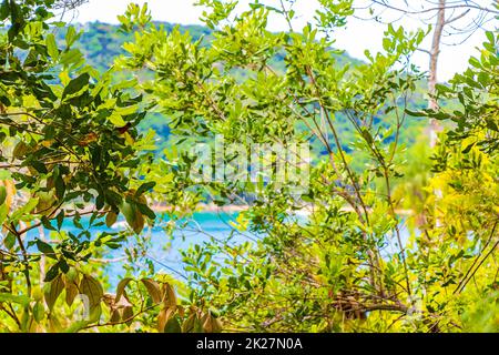 Mangroven und Pouso Strand auf der tropischen Insel Ilha Grande Brasilien. Stockfoto