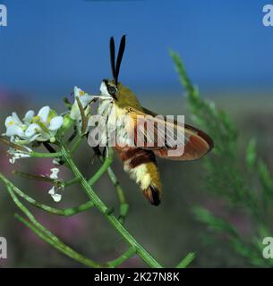 Breitbeinige Bienenhawk-Motte, HummelschwÃ¤rmer, Hemaris fuciformis, Unterseite, sitzt auf der Blüte des Knoblauchsenfs Stockfoto