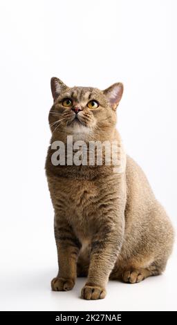 Erwachsene graue Katze scottish gerade sid auf weißem Hintergrund und schaut nach oben Stockfoto