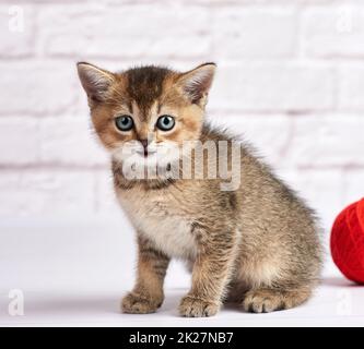 Kleines Kätzchen, schottisch, gerade, auf weißem Hintergrund Stockfoto