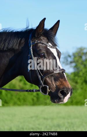 Porträt eines schönen, warmblütigen Pferdes mit Feuer. Stockfoto