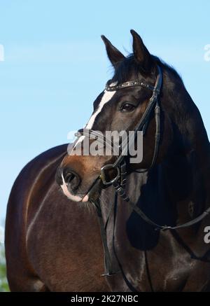 Porträt eines schönen, warmblütigen Pferdes mit Feuer. Stockfoto