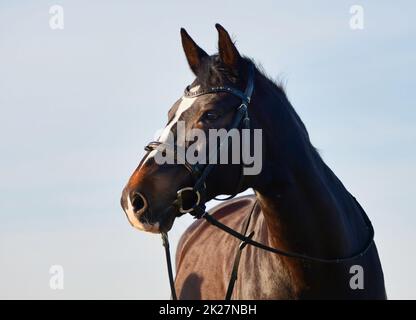 Porträt eines schönen Warmblutpferdes zur goldenen Stunde. Stockfoto