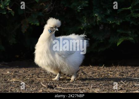 Eine weiße Silkie-bantam-Henne mit blauen Ohrläppchen, die frei herumläuft. Stockfoto