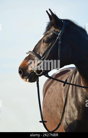 Porträt eines schönen Warmblutpferdes zur goldenen Stunde. Stockfoto