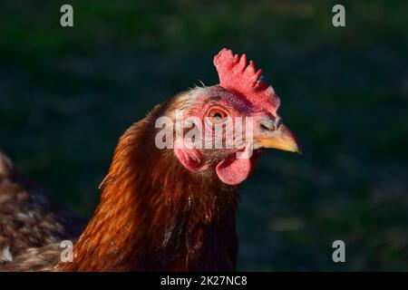 Porträt einer braunen Henne mit Naturhintergrund. Stockfoto