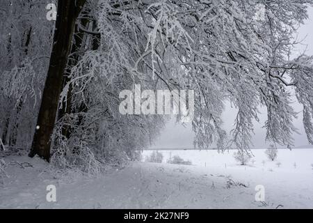 Schneebedeckte Bäume in einer Winterlandschaft Stockfoto