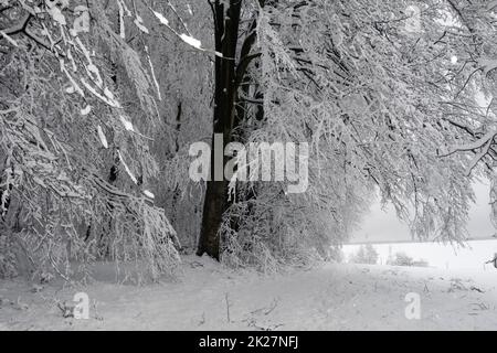 Schneebedeckte Bäume in einer Winterlandschaft Stockfoto