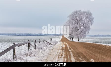 Ahorn- und Birkenbäumen-Gasse im Frost. Winterliche Landstraße. Bedeckter, dramatisch bewölkter Himmel. Schneebedeckte Feldlandschaft Stockfoto