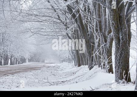 Ahornbäume Gasse im Frost. Winterliche Landstraße. Schneebedeckte Feldlandschaft. Kaltes, nebiges, wolkiges Wetter Stockfoto