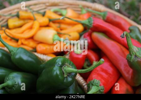 Poblano Peppers mit asiatischen roten und gelben Chilischoten Stockfoto