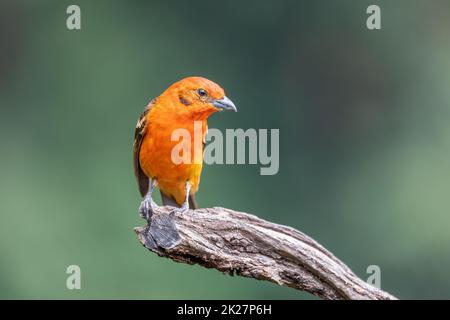 Flammenfarbener Tanagermännchen (Piranga bidentata) San Gerardo de Dota, Costa Rica Stockfoto