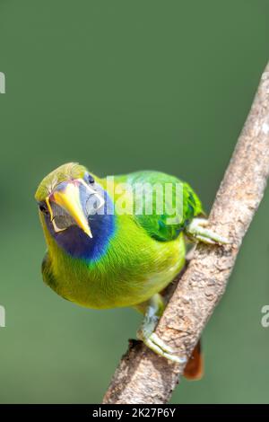 Smaragdtukanet (Aulacorhynchus prasinus), San Gerardo, Costa Rica Stockfoto