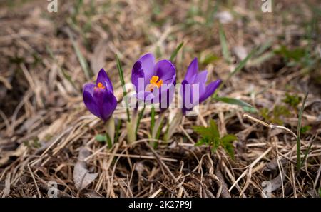 Wilde lila und gelbe Iris Crocus heuffelianus blüht im Schatten, trockenes Gras und Blätter herum Stockfoto