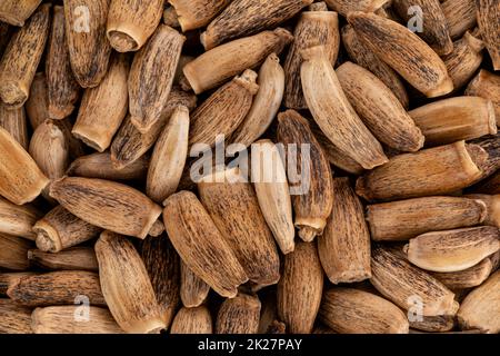 Haufen gesegneter Milchdistelsamen - Silybum marianum - Nahauffangenmikroskopie Detail von oben, Bildbreite 23mm Stockfoto