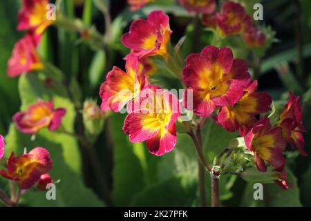 Mehrjährige Primel oder Primeln im Frühlingsgarten. Frühling Primeln Blumen, Primula Polyanthus. Die schönen roten Farben Primel Blumen Garten Stockfoto