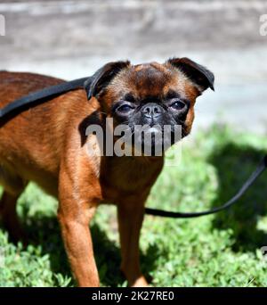 Hundefreund - Zierhunde Stockfoto