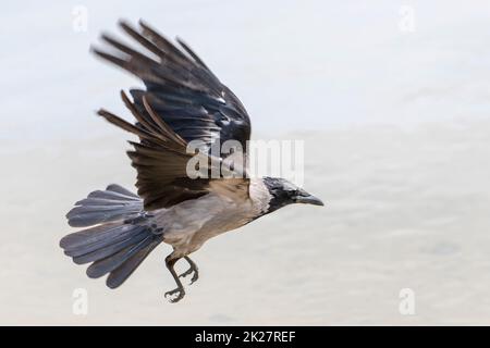 Kapuzenkönigslandung auf verschwommenem grauen Hintergrund Stockfoto